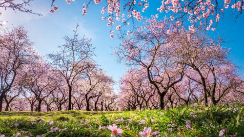 Branches,Of,First,Blooming,Pink,Flowers,In,Spring,In,The Madrid LosMolinos 1620122737 scaled 500x0 c default