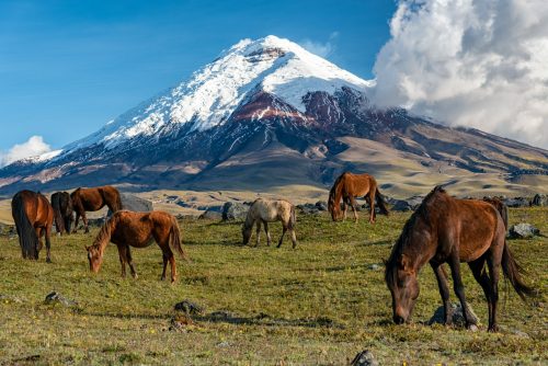 Naturpark Wildhoarse Cotopaxi Ecuador Shutterstock 1524560561 Naturpark Wildhoarse Cotopaxi Ecuador shutterstock 1524560561 500x0 c default