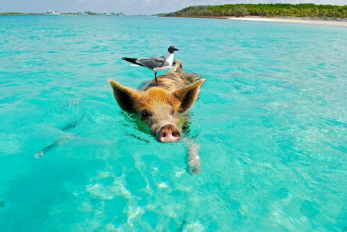 Schein Meer Vogel Ein schwimmendes Schwein in kristallklarem, türkisblauem Wasser der Bahamas, mit einer Möwe auf seinem Rücken. Die berühmten schwimmenden Schweine von Exuma sind eine außergewöhnliche Attraktion für Reisende, die tropische Strände, Abenteuer und tierische Begegnungen in einem paradiesischen Ambiente erleben möchten.