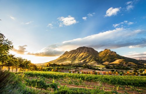 Weinregion Bei Stellenbosch Mit Blick Auf Simonsberg Shutterstock 1043078755 Weinregion bei Stellenbosch mit Blick auf Simonsberg shutterstock 1043078755 500x0 c default