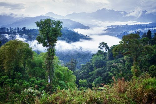 Rainforest Guatemala Ecuador Shutterstock 153742460 rainforest guatemala ecuador shutterstock 153742460 500x0 c default