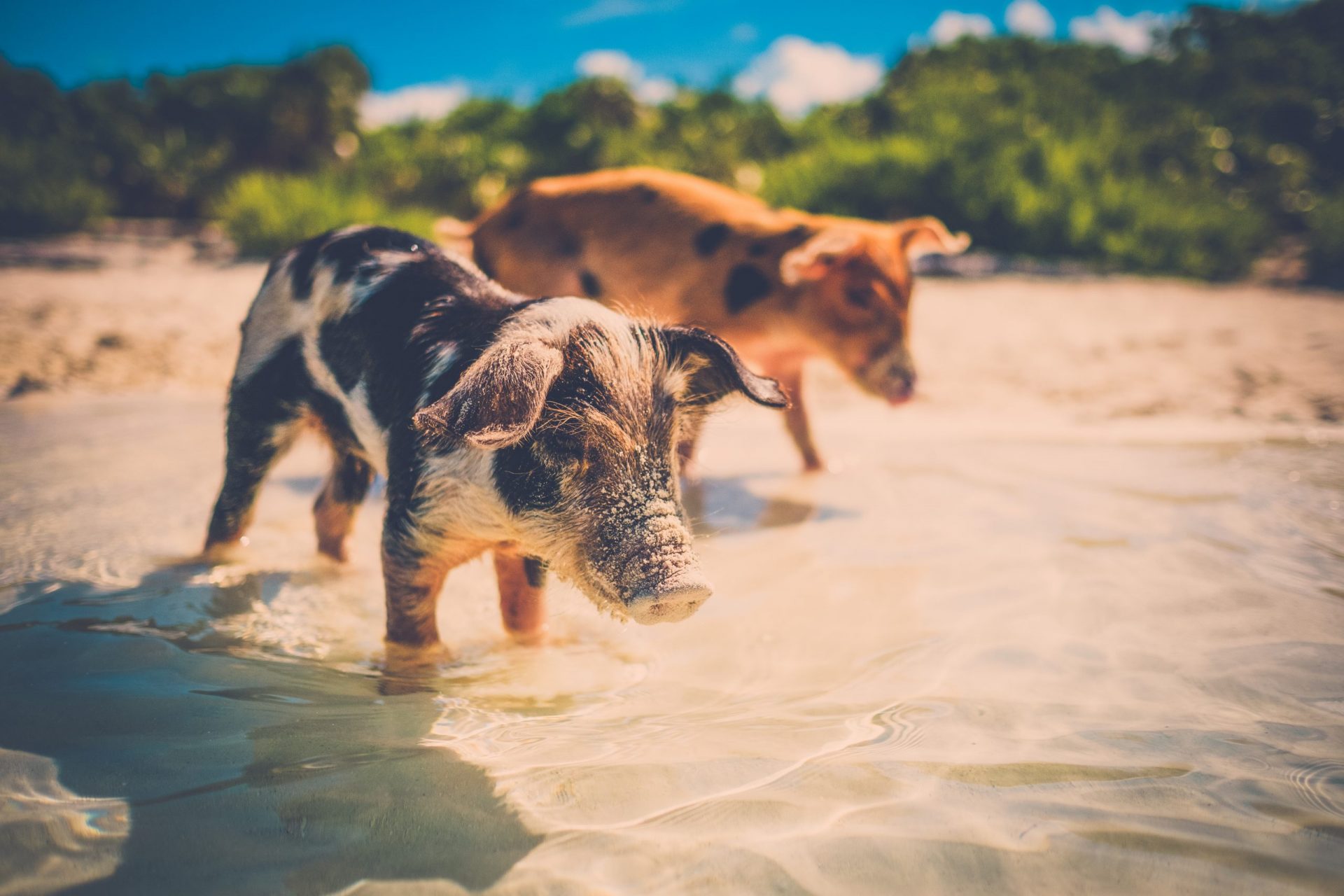 Wild,,Swimming,Piglets,On,Big,Majors,Cay,In,The,Bahamas shutterstock 793816333 scaled